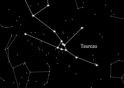 Constellation Bull